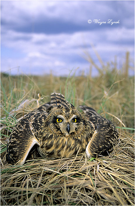 Short-eared Owl 102 by Dr. Wayne Lynch &copy;